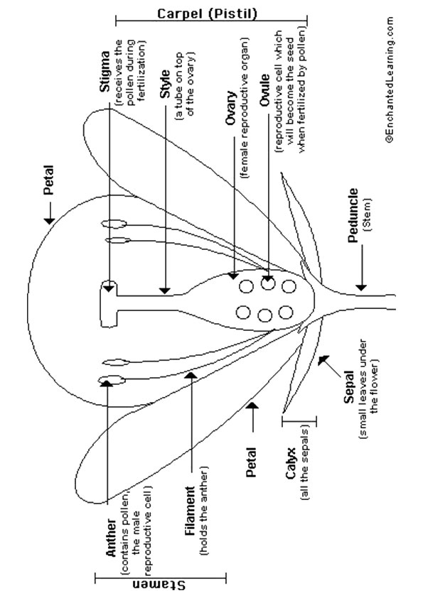 Plansa de colorat cu Biologie 33 27